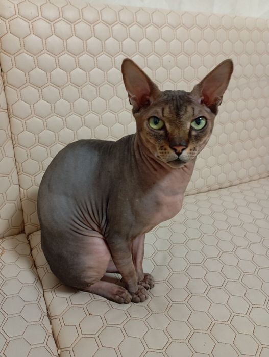 Канадский сфинкс вязка