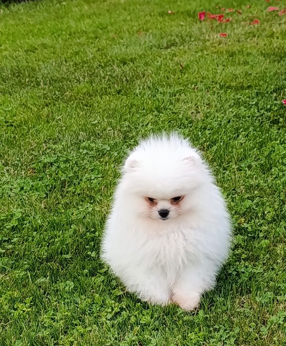 Pomeranian mascul mini toy