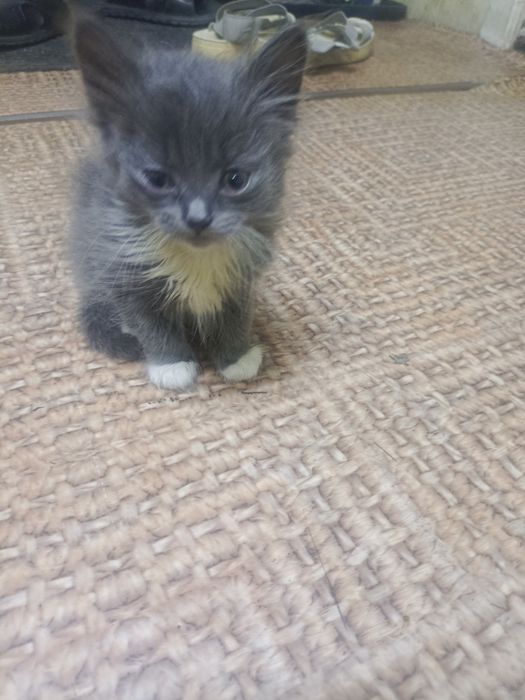 Отдам котят игривые