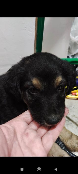 Пристраивается щенок девочка