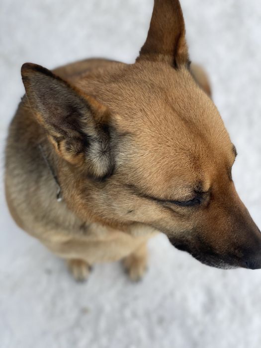 Собака ищет новый дом