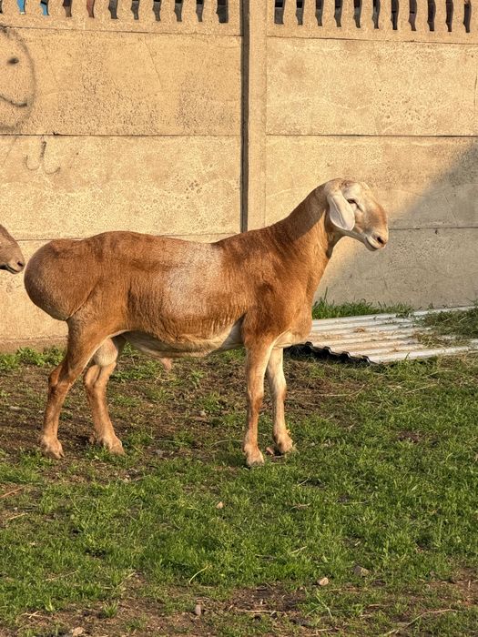 Продам кочкара 1,5 год