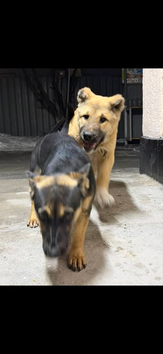 Чистокровный Алабай