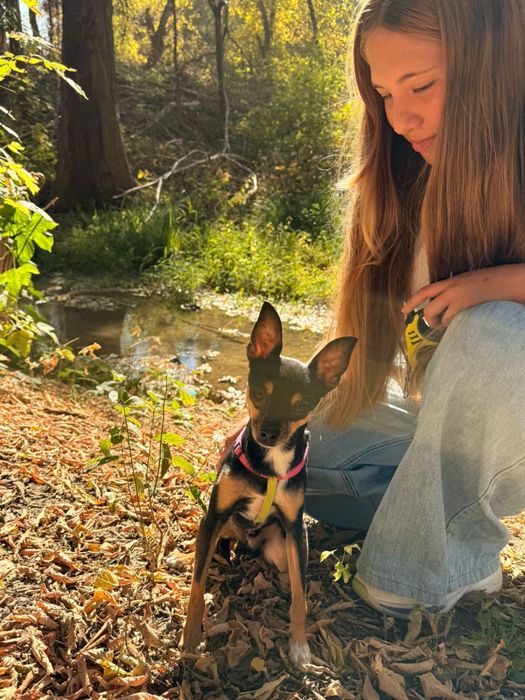 Пропала собака той терьер