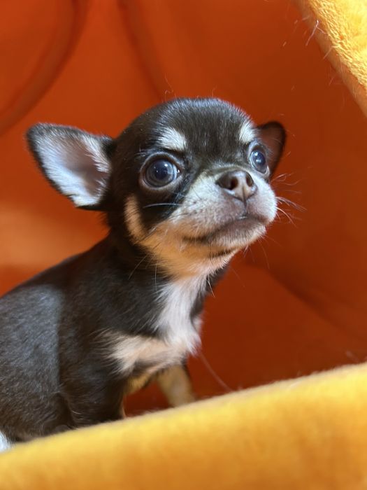 Чихуахуа красивые щенки