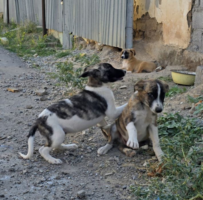 Щенки в добрые руки