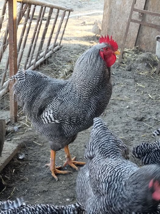 Pui Plymouth rock barat