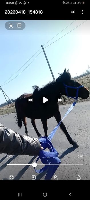 кобыла иноходка(жорга)