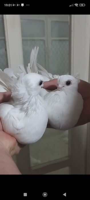 Продаются голуби