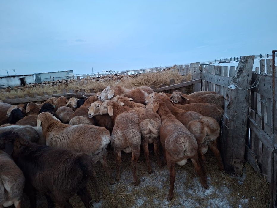 Продам АРАШАН кошкар