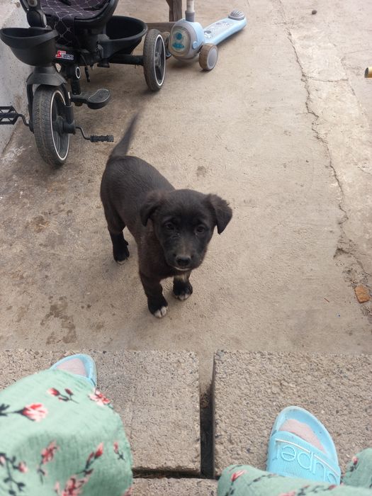 Щенок 2 месяца девочка полуовчарка отдаю в хорошие руки