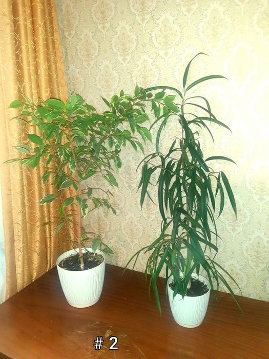 Фикусы разные. Распродажа
