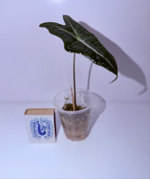 Алоказия, комнатные растения, комнатные цветы