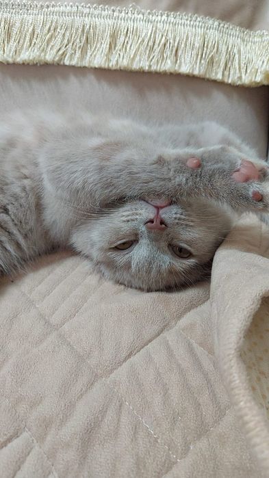 Кошка британка 4 месяца