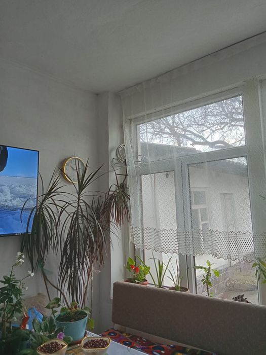 Домашние цветы пальма