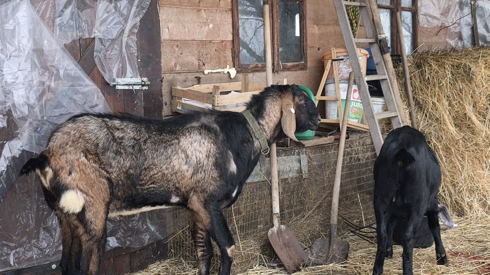 Vand o capra si un tap anglo nubian cu pedigree