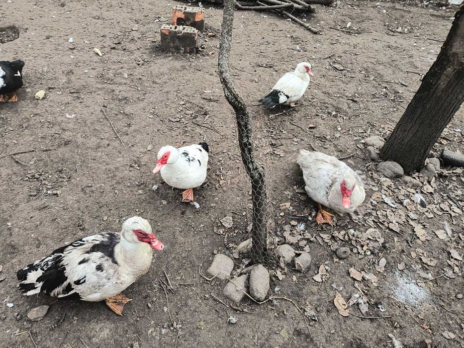 Ouă de rate mute pentru incubat.