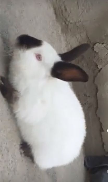 Kalifornya Quyonla kotadan kichigacha