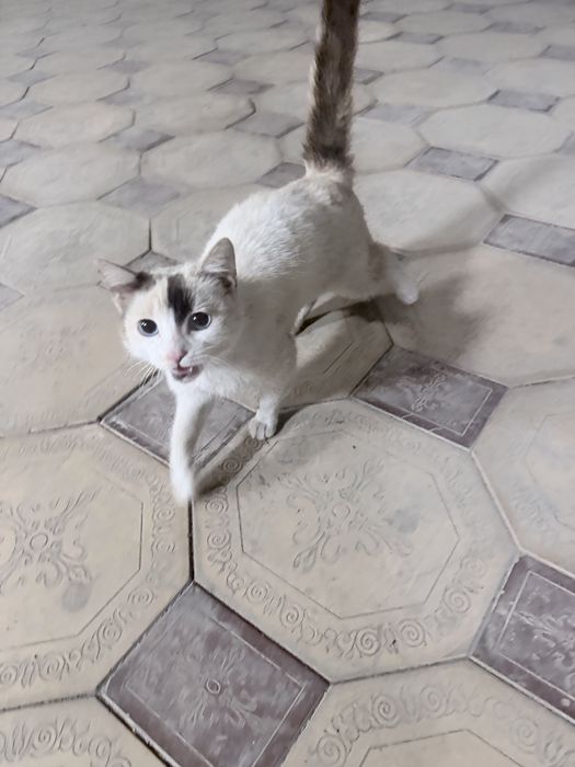 кошечку в добрые руки