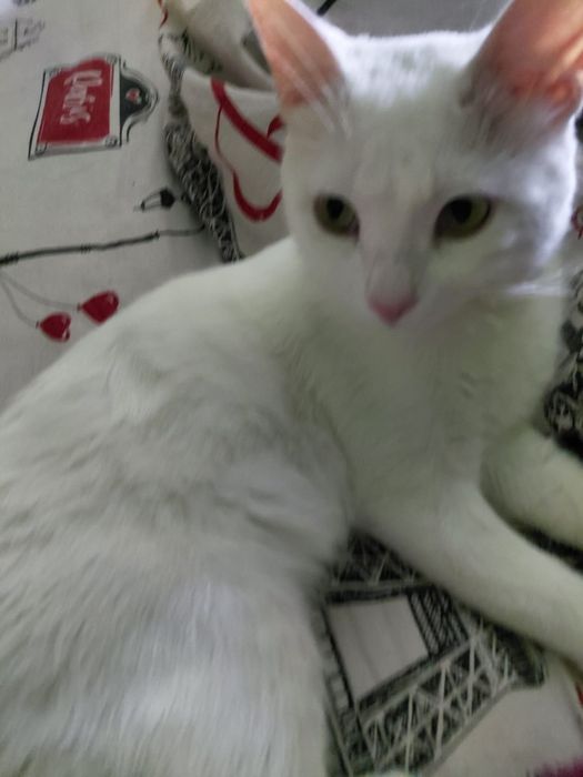 Белый котик Платон ищет семью.