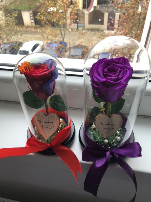 Tandafiri in cupola conservati criogenati