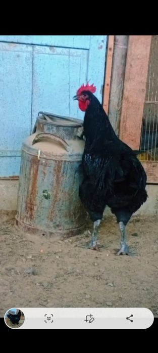 Продам яйца джерсийского гинанта