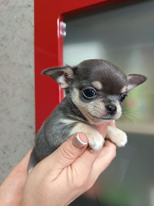 Щенки чихуахуа чистокровные