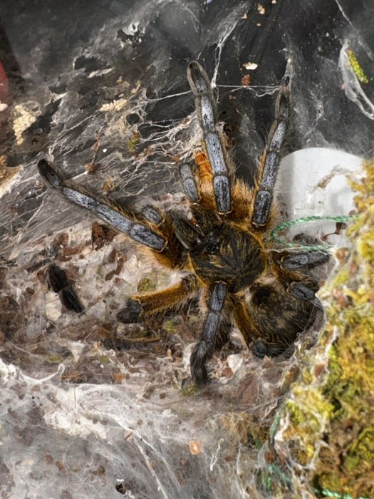 Tarantula Harpactica Pulchripes