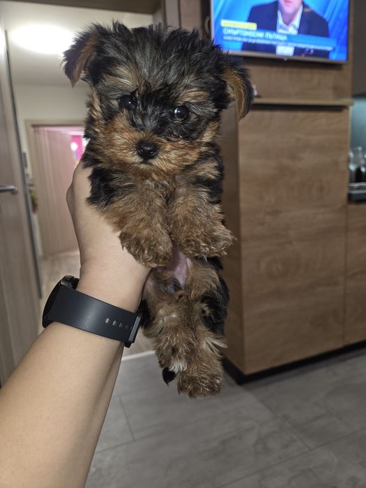 Мини Йорки момчета