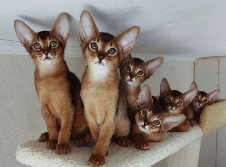 Абиссинские котята