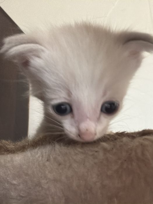 Котята, виолухие