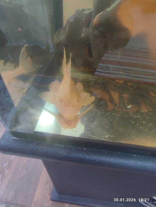 птеригоплихт сом