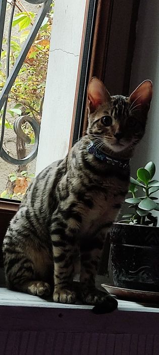 Недорого. Чистокровный, умный бенгал, 2 года.