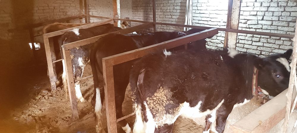 Хунажинлар сотилади