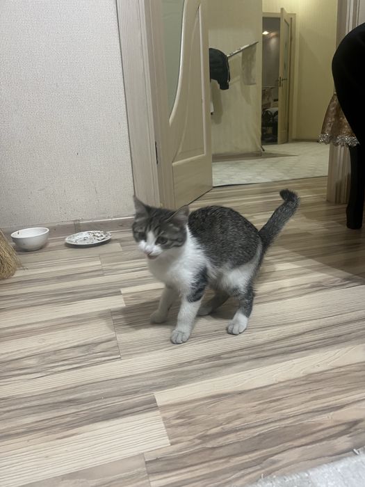 Продаю кошку!!! 3 месячный