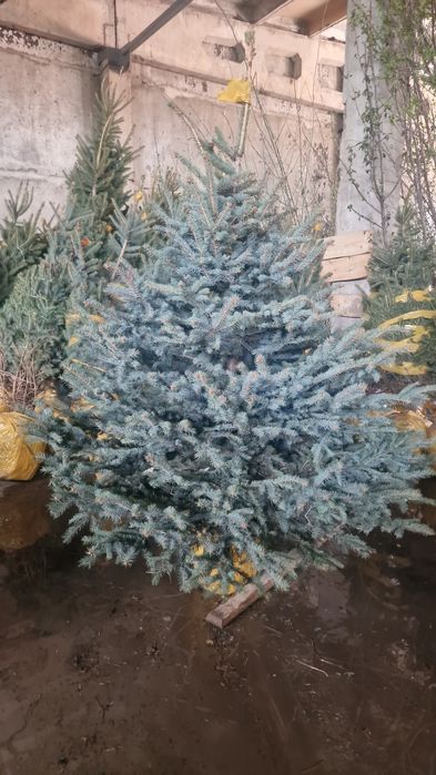 Ель сосна газон яблоня