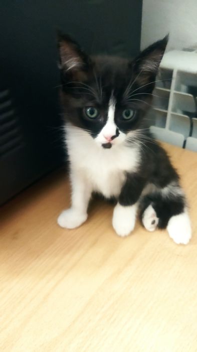 Котята игривые...