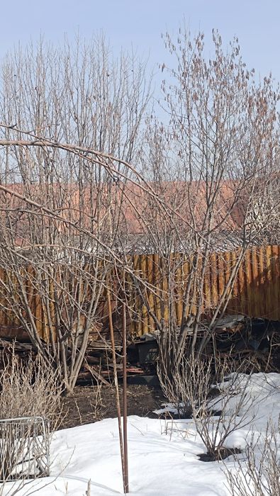 Фундук ореховое дерево