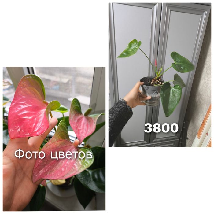 Комнатные растения сортовые