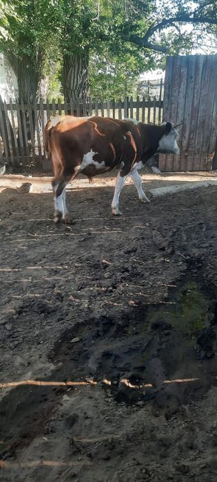 Продам крупно рогатый скот