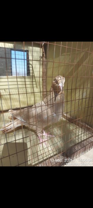 Широкохвостые голуби