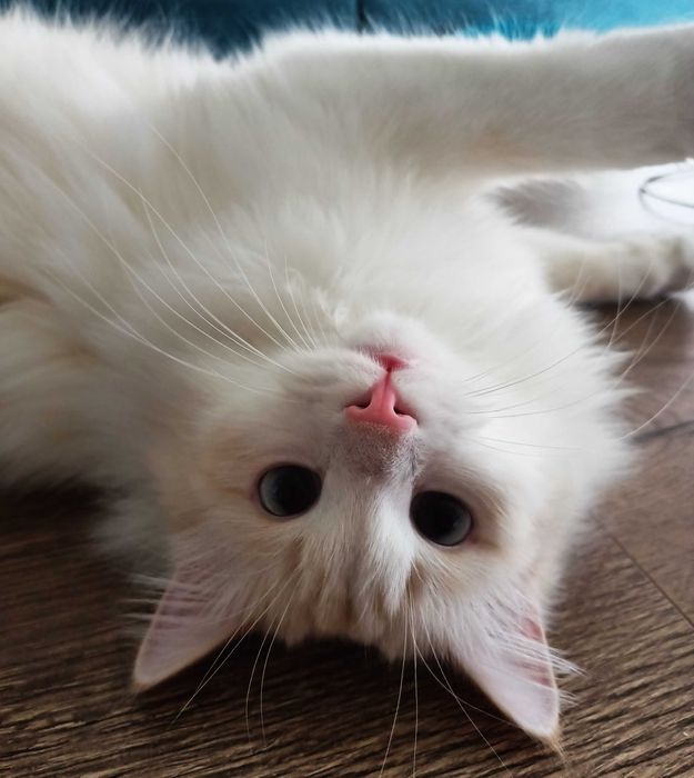 Отдам кота бесплатно