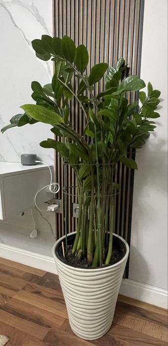 Продам замиокулькос