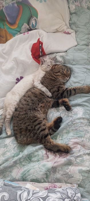 Крупный кот скоттиш Фолд для вязки