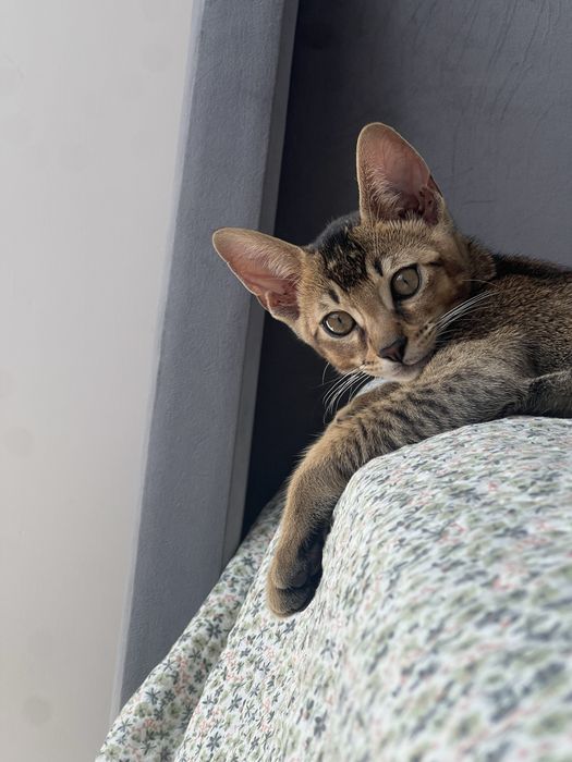 Котенок помесь абиссинца и бенгала