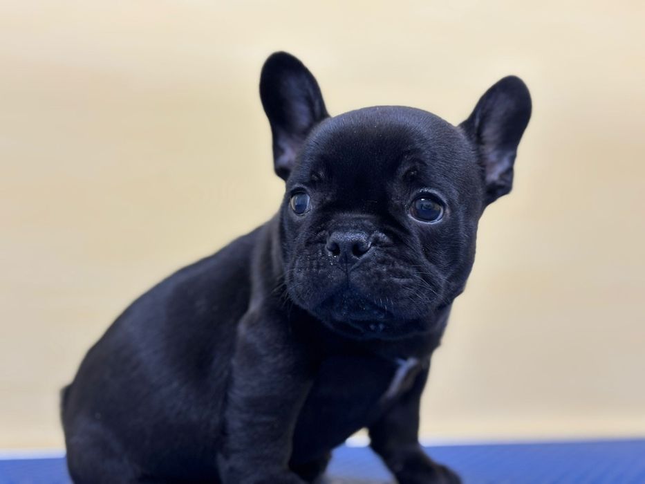 Bulldog francez mascul