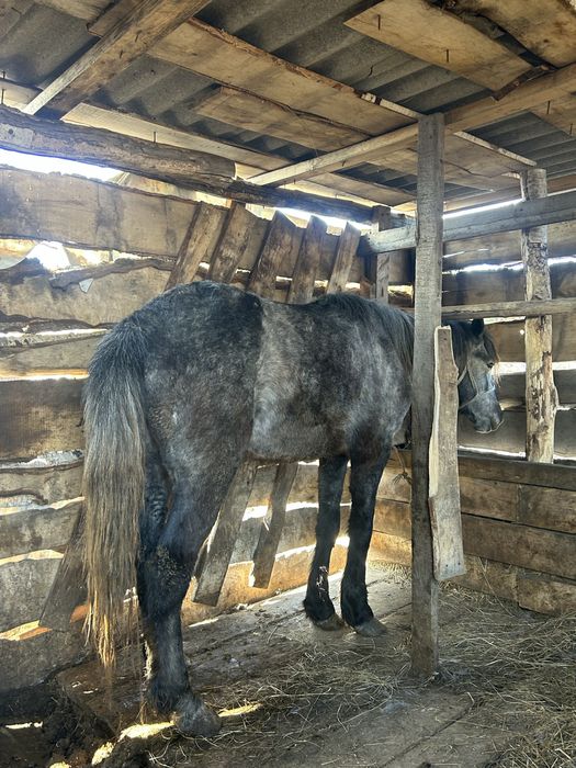 Продаётся байтал