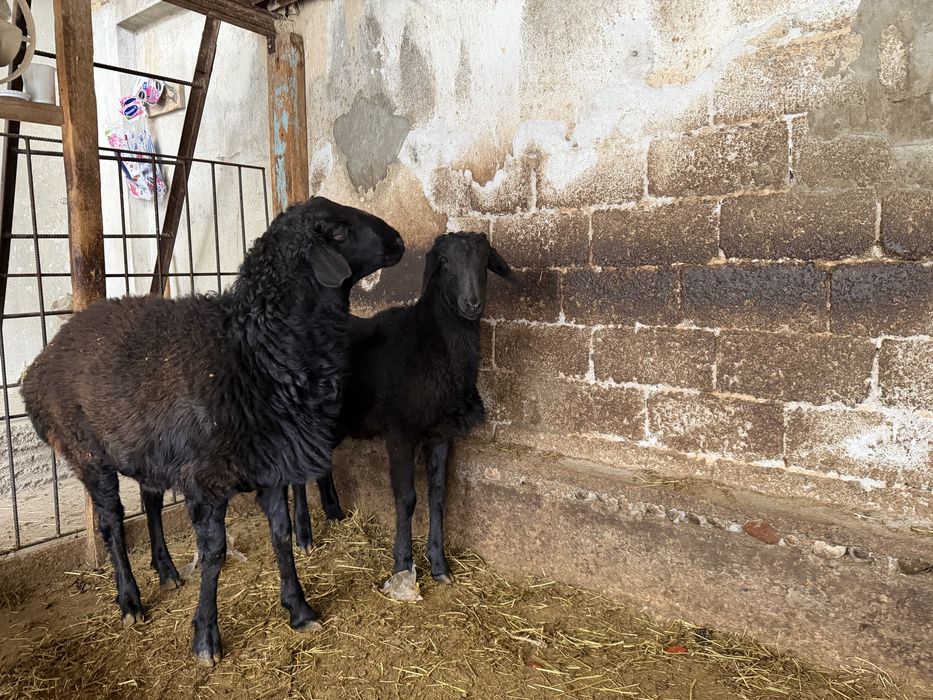 Кучкорлар сотилади сони 2 та