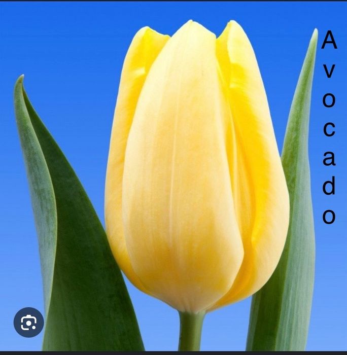 Карагандинский тюльпан