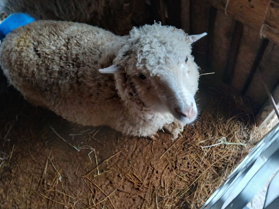 Продам баран жирные